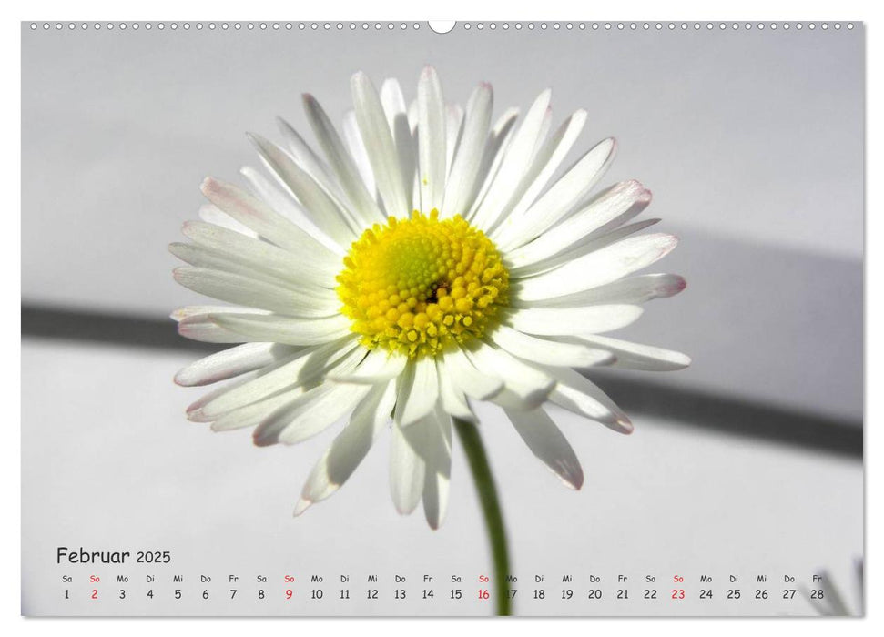 Die Farben weißer Blüten (CALVENDO Premium Wandkalender 2025)