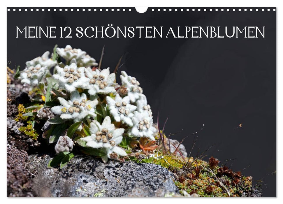 Meine 12 schönsten Alpenblumen (CALVENDO Wandkalender 2025)