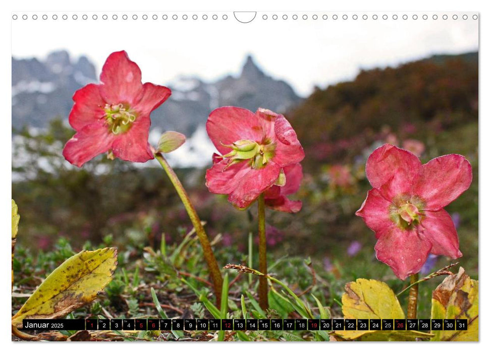 Meine 12 schönsten Alpenblumen (CALVENDO Wandkalender 2025)