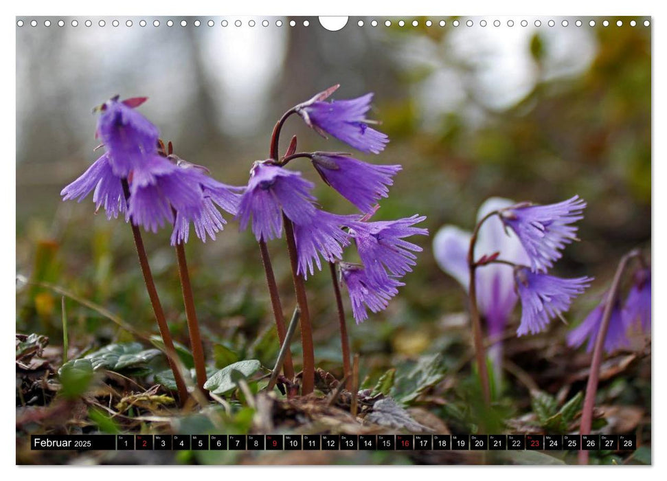 Meine 12 schönsten Alpenblumen (CALVENDO Wandkalender 2025)