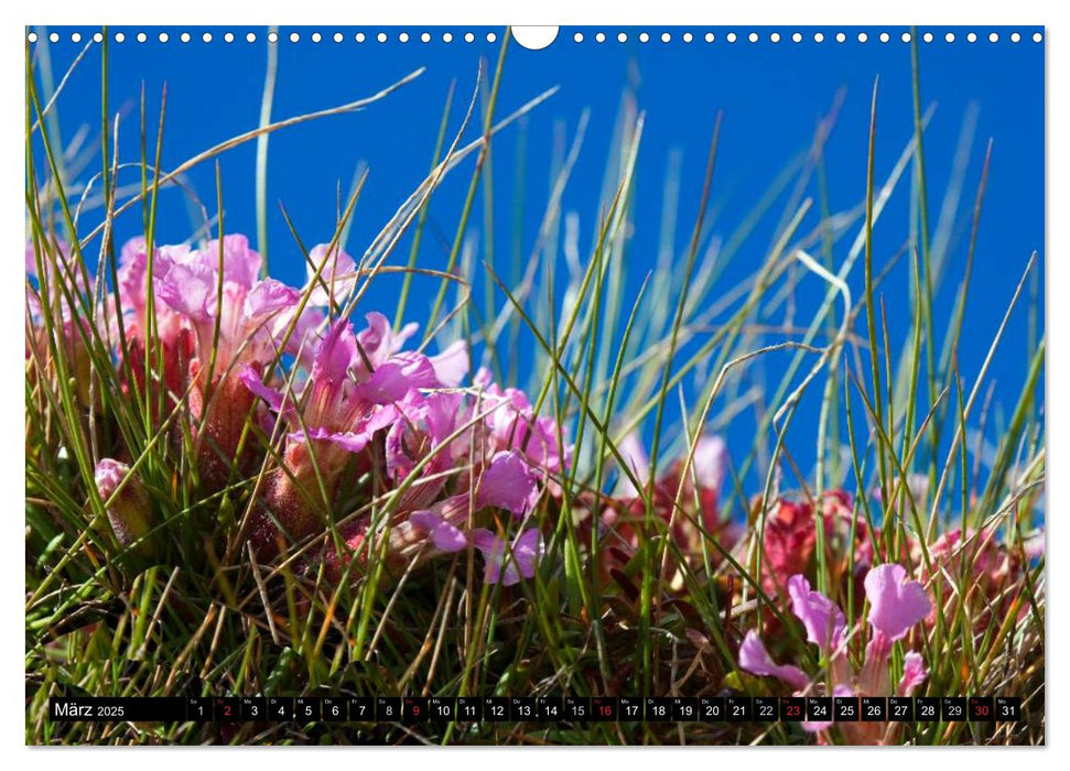 Meine 12 schönsten Alpenblumen (CALVENDO Wandkalender 2025)