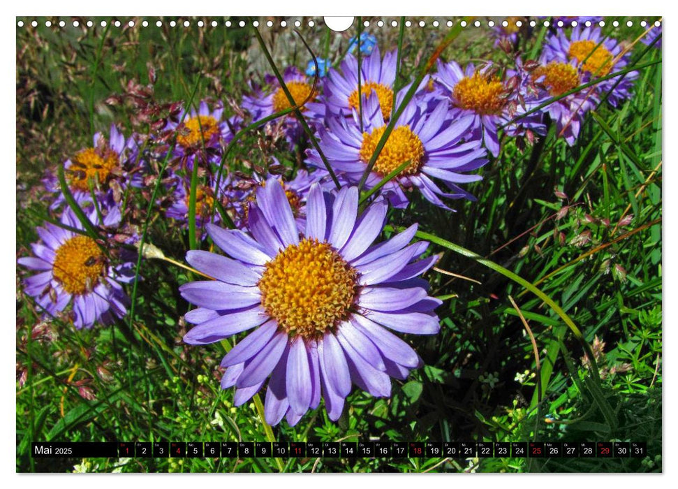 Meine 12 schönsten Alpenblumen (CALVENDO Wandkalender 2025)