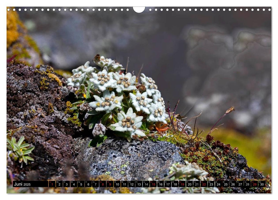 Meine 12 schönsten Alpenblumen (CALVENDO Wandkalender 2025)