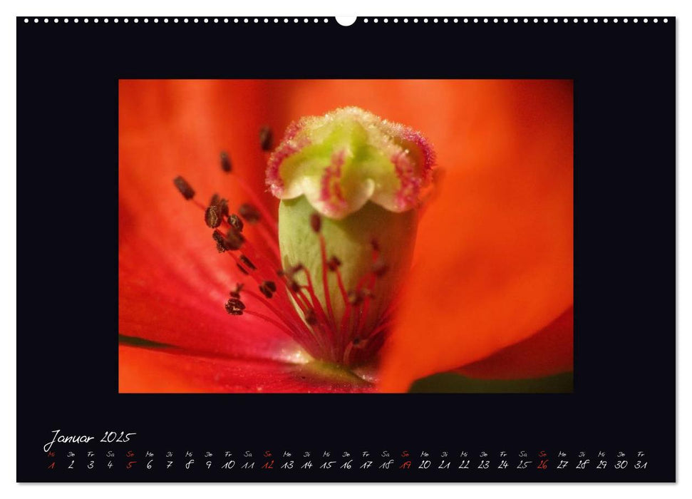 MOHNographie (CALVENDO Premium Wandkalender 2025)