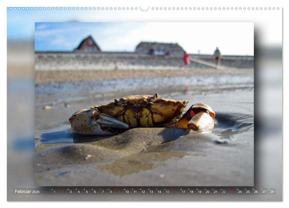 Baltrum - Ein Tag am Strand (CALVENDO Premium Wandkalender 2025)