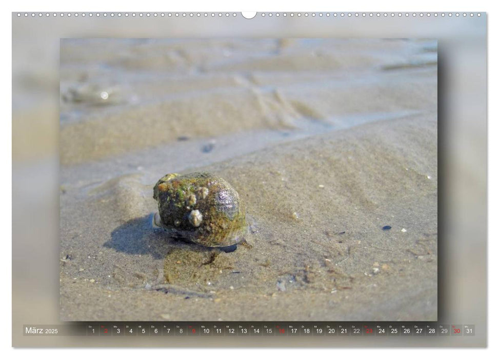 Baltrum - Ein Tag am Strand (CALVENDO Premium Wandkalender 2025)