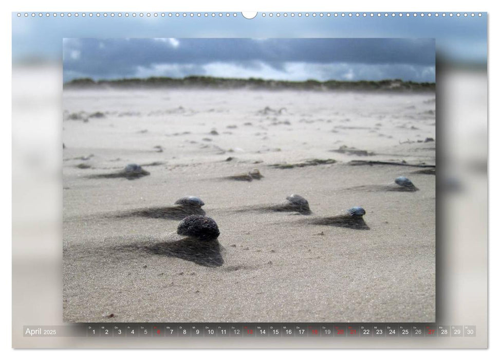 Baltrum - Ein Tag am Strand (CALVENDO Premium Wandkalender 2025)