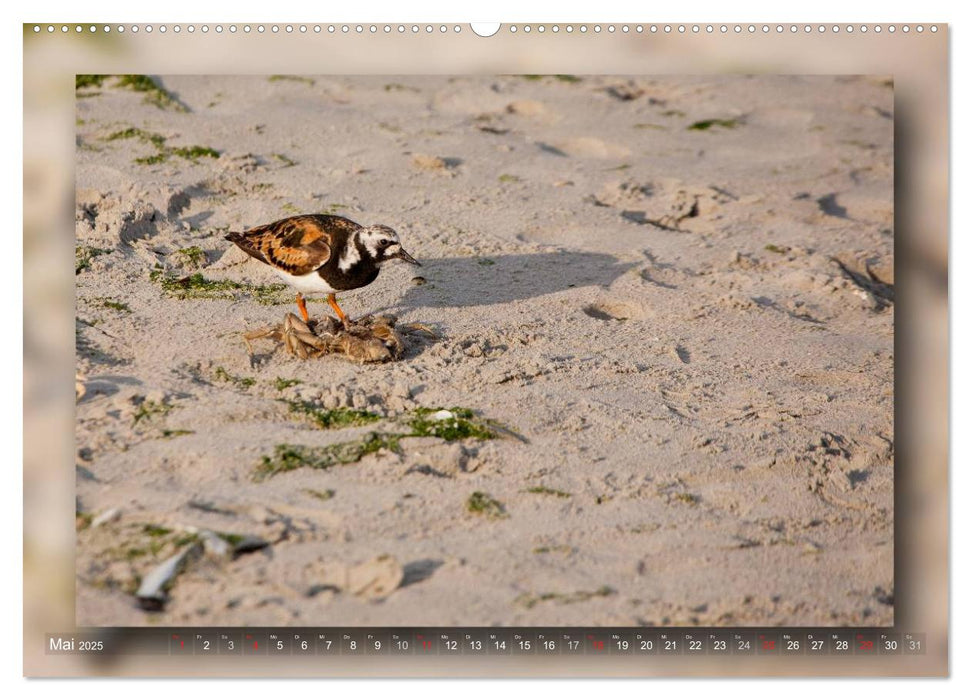 Baltrum - Ein Tag am Strand (CALVENDO Premium Wandkalender 2025)