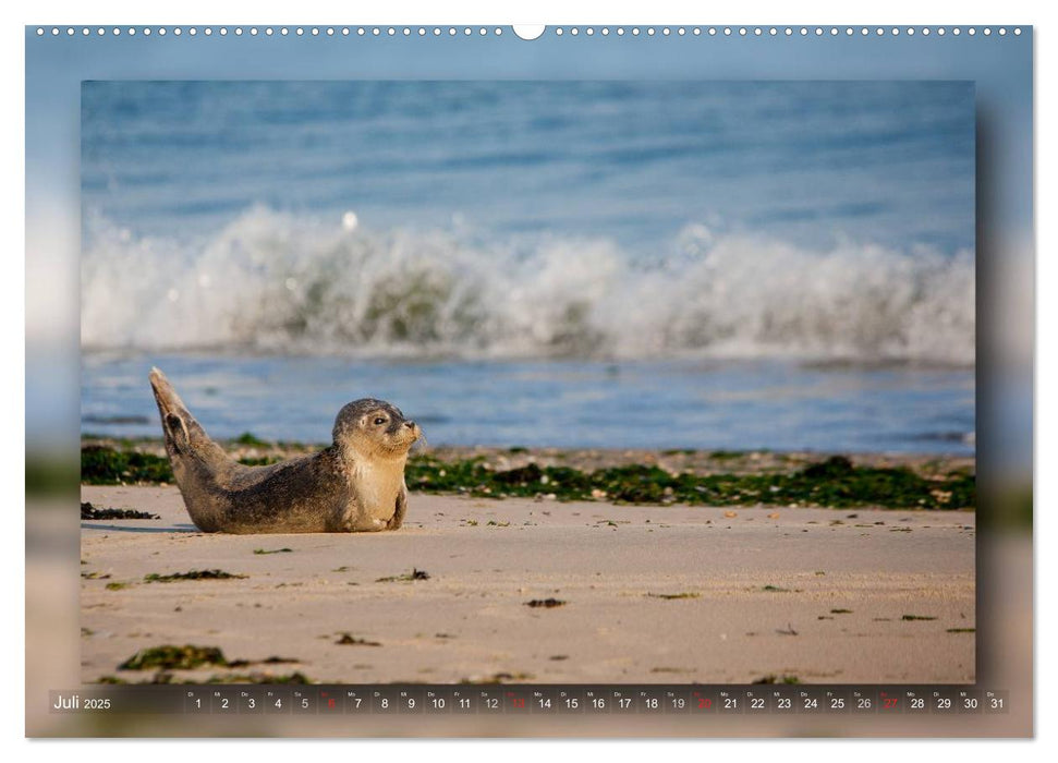 Baltrum - Ein Tag am Strand (CALVENDO Premium Wandkalender 2025)