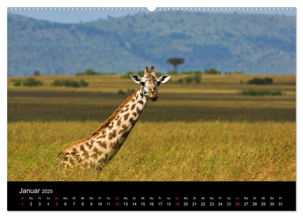 GIRAFFEN - Liebliche Riesen der afrikanischen Savanne (CALVENDO Wandkalender 2025)