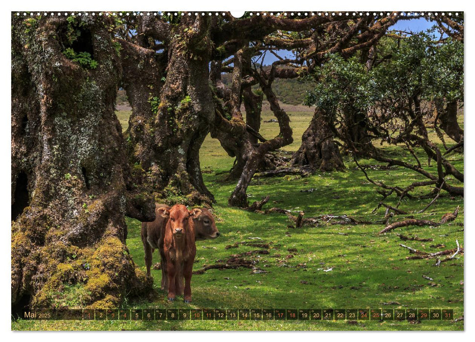 Madeira, Insel zwischen Himmel und Meer (CALVENDO Premium Wandkalender 2025)