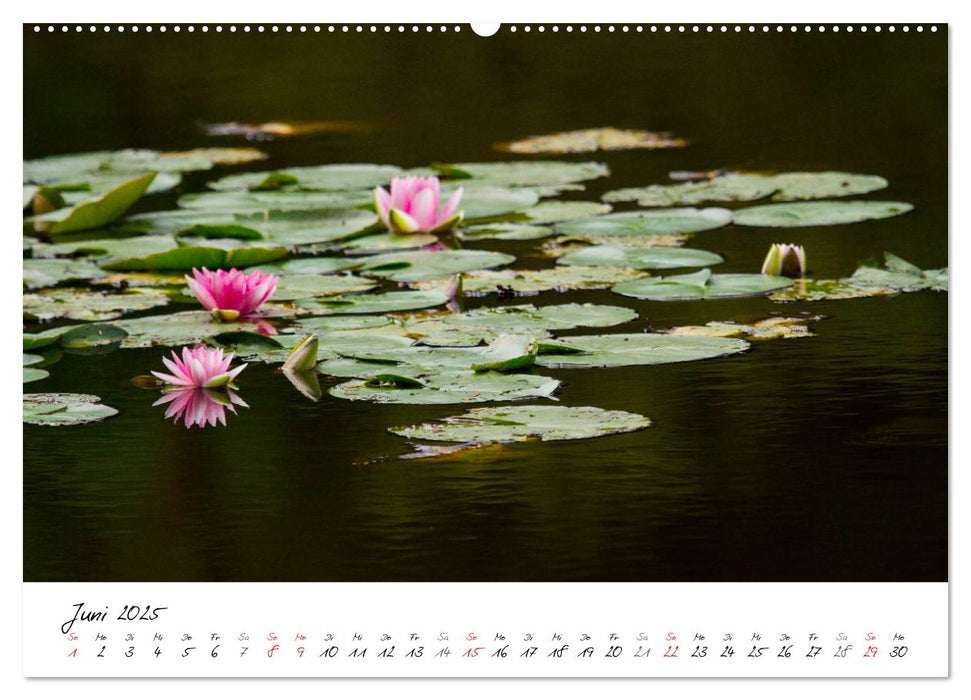 Naturparadies Dahner Felsenland (CALVENDO Premium Wandkalender 2025)