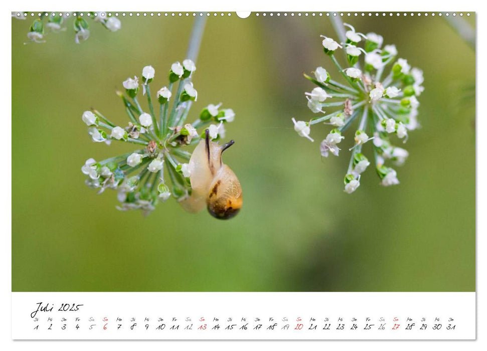 Naturparadies Dahner Felsenland (CALVENDO Premium Wandkalender 2025)