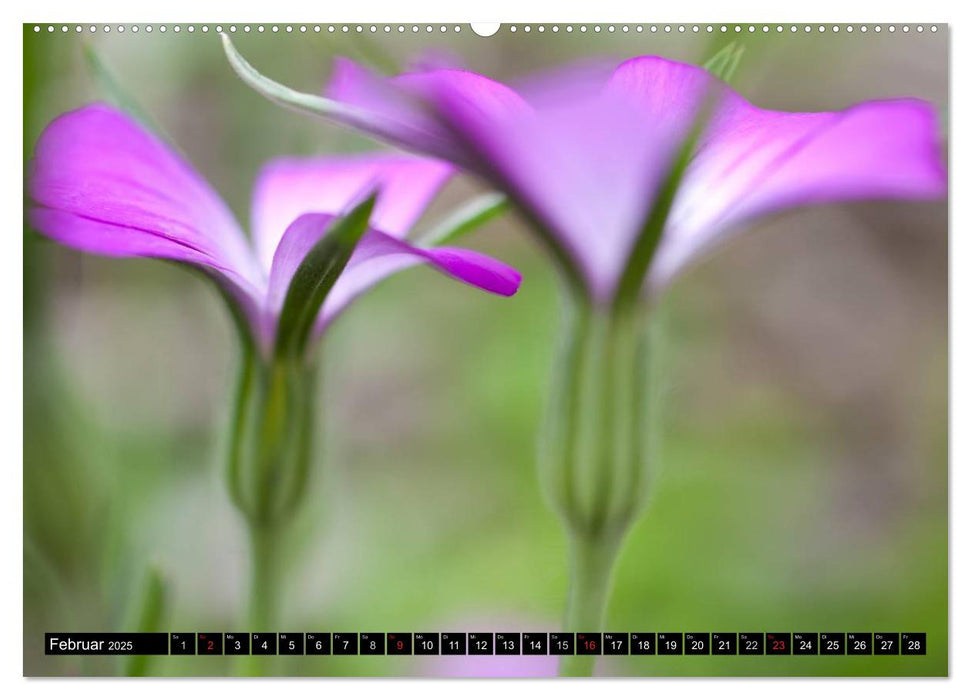 BLUMEN Zauber der Farben und Formen (CALVENDO Premium Wandkalender 2025)