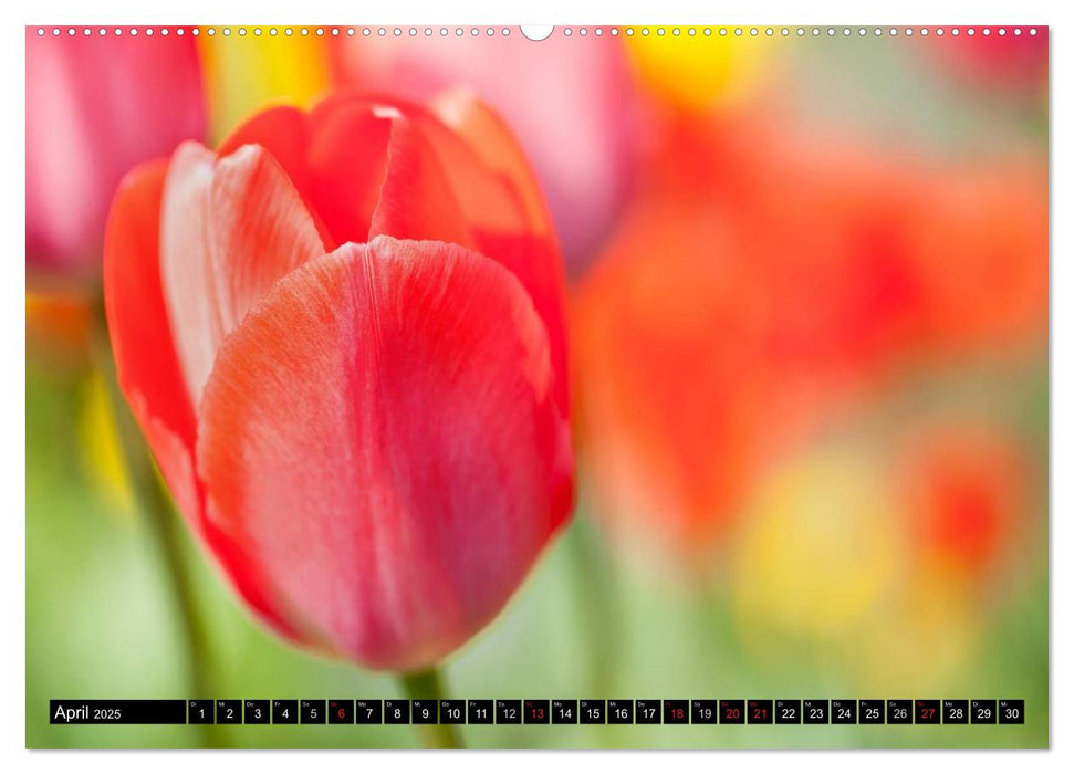 BLUMEN Zauber der Farben und Formen (CALVENDO Premium Wandkalender 2025)