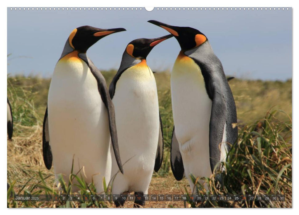 Pinguine in Patagonien (CALVENDO Premium Wandkalender 2025)