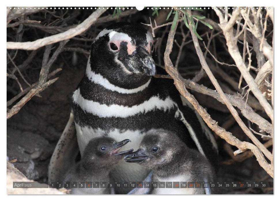 Pinguine in Patagonien (CALVENDO Premium Wandkalender 2025)