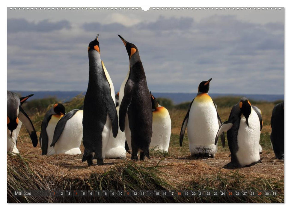 Pinguine in Patagonien (CALVENDO Premium Wandkalender 2025)