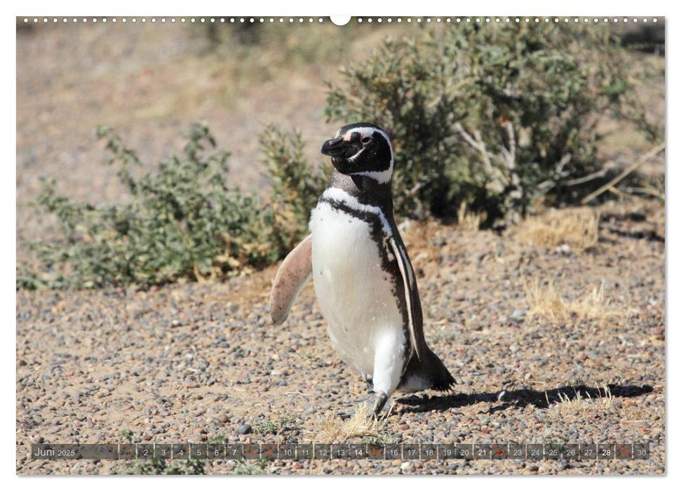 Pinguine in Patagonien (CALVENDO Premium Wandkalender 2025)