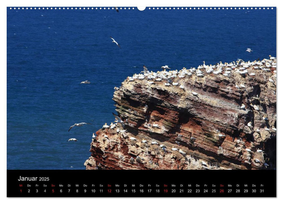 Basstölpel auf Helgoland (CALVENDO Premium Wandkalender 2025)