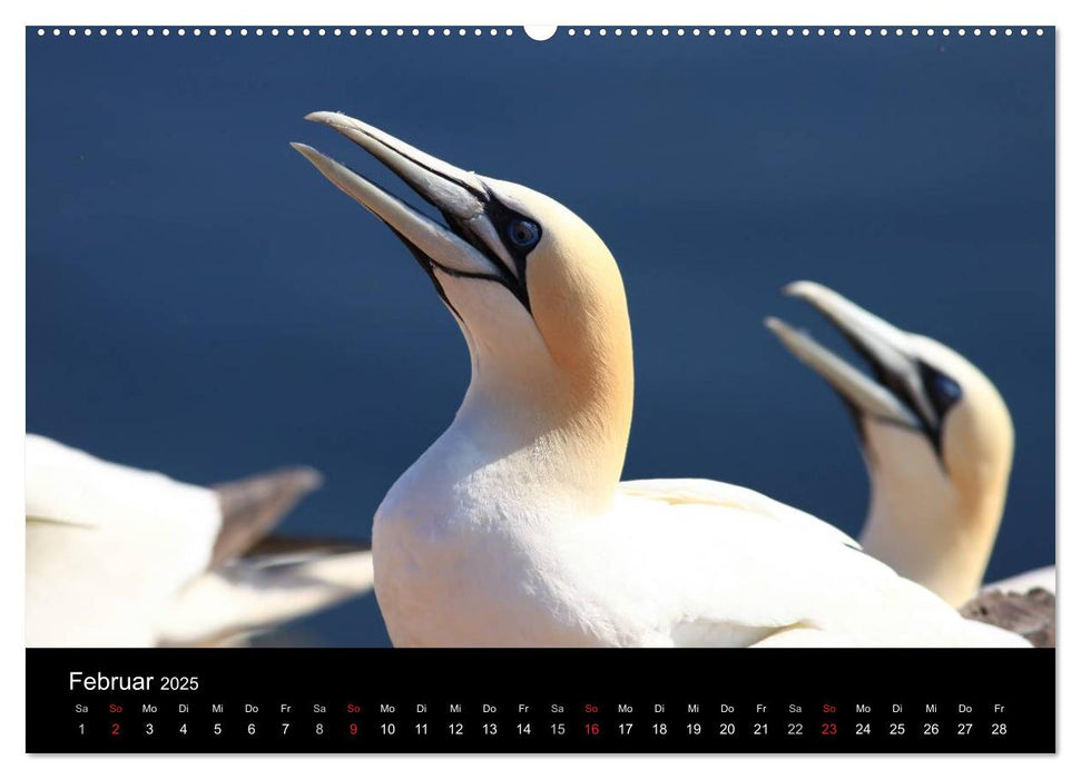 Basstölpel auf Helgoland (CALVENDO Premium Wandkalender 2025)