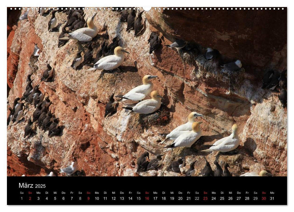 Basstölpel auf Helgoland (CALVENDO Premium Wandkalender 2025)