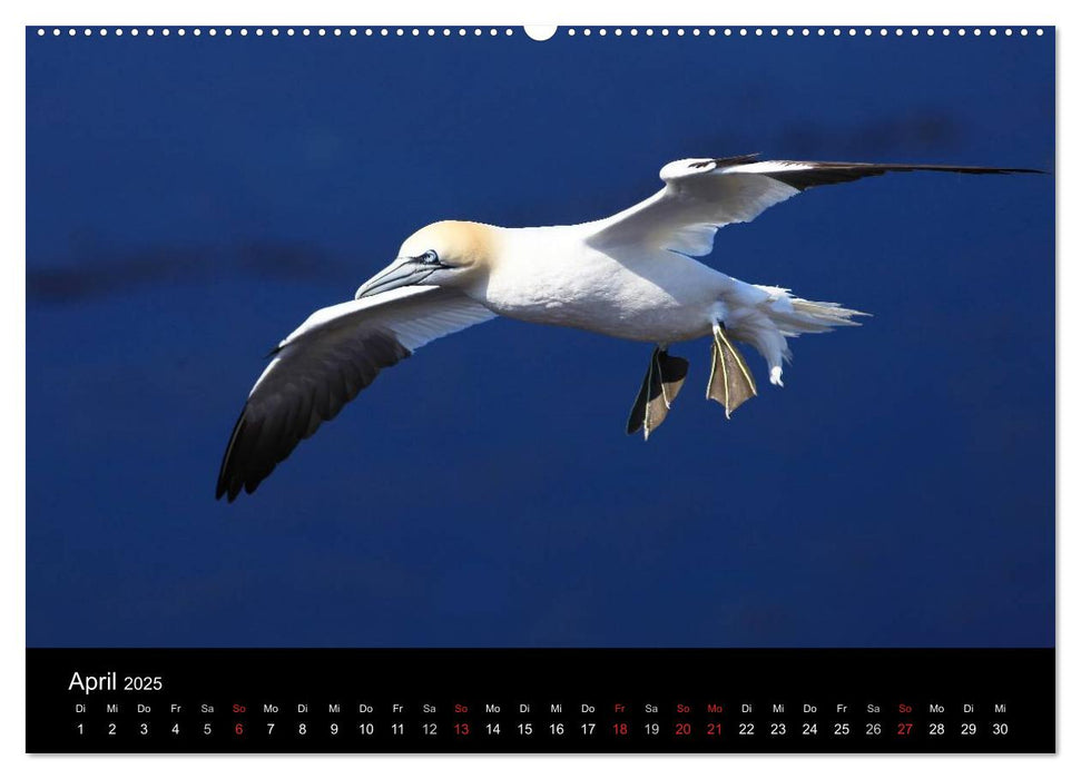 Basstölpel auf Helgoland (CALVENDO Premium Wandkalender 2025)