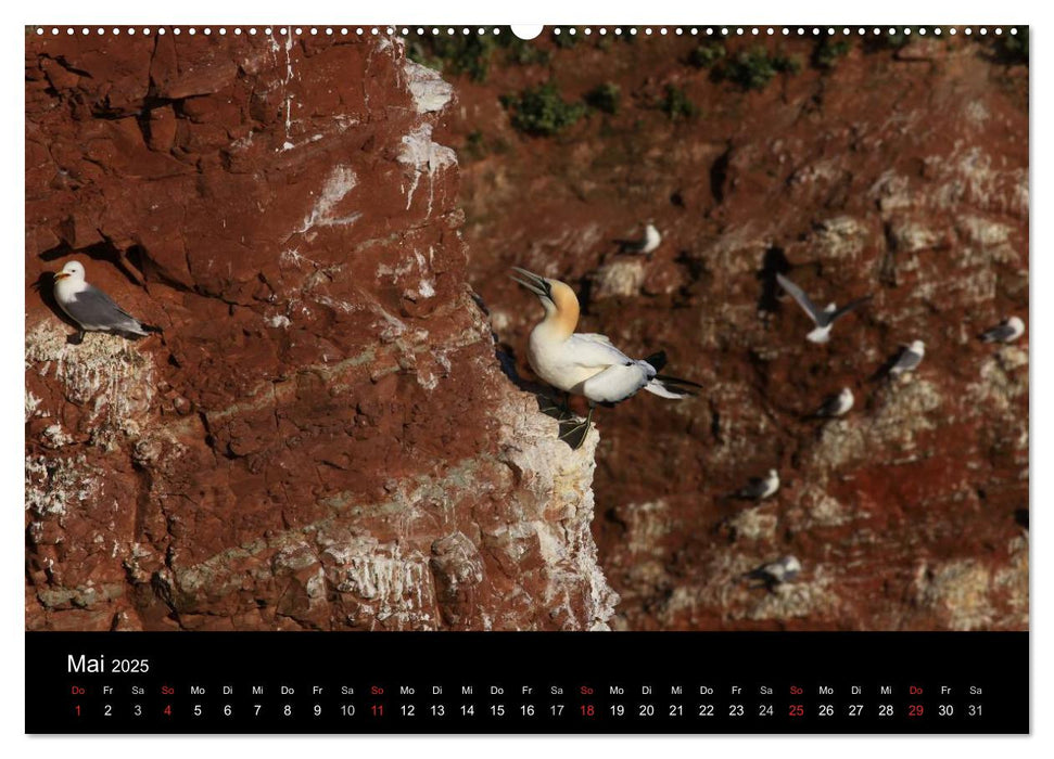 Basstölpel auf Helgoland (CALVENDO Premium Wandkalender 2025)