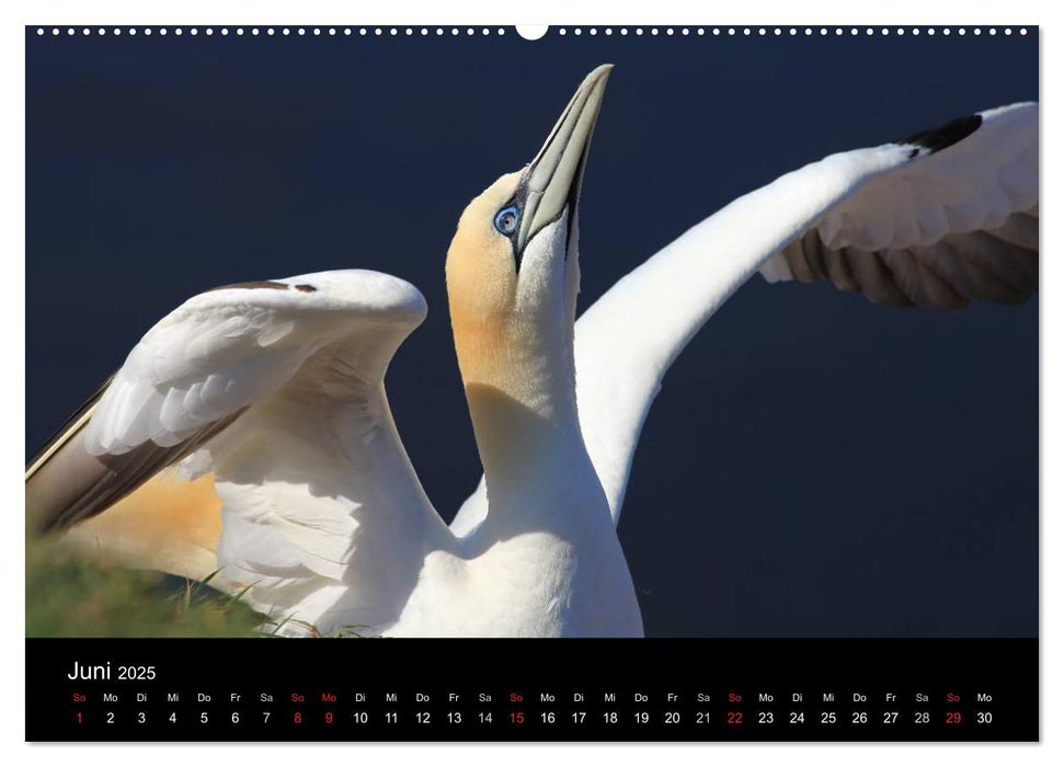 Basstölpel auf Helgoland (CALVENDO Premium Wandkalender 2025)