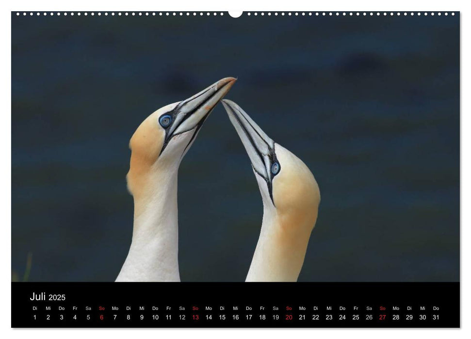 Basstölpel auf Helgoland (CALVENDO Premium Wandkalender 2025)