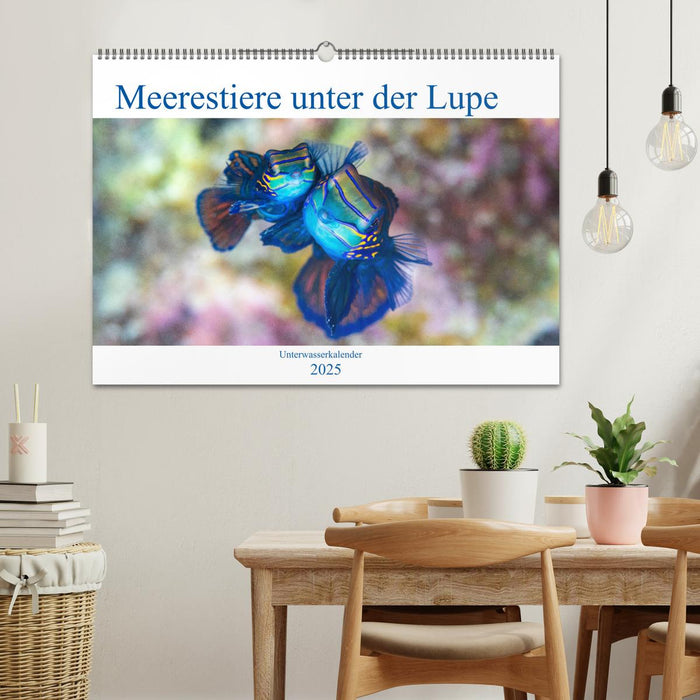 Meerestiere unter der Lupe - Unterwasserkalender (CALVENDO Wandkalender 2025)