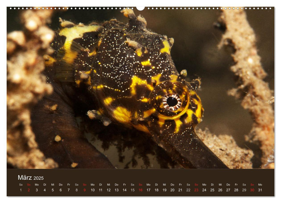 Meerestiere unter der Lupe - Unterwasserkalender (CALVENDO Wandkalender 2025)