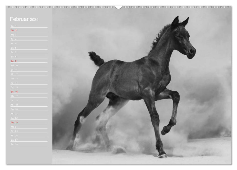 Arabische Pferde (CALVENDO Premium Wandkalender 2025)
