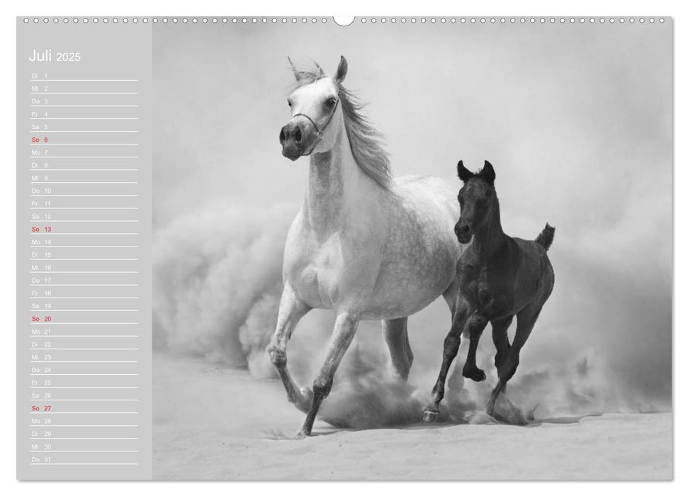 Arabische Pferde (CALVENDO Premium Wandkalender 2025)