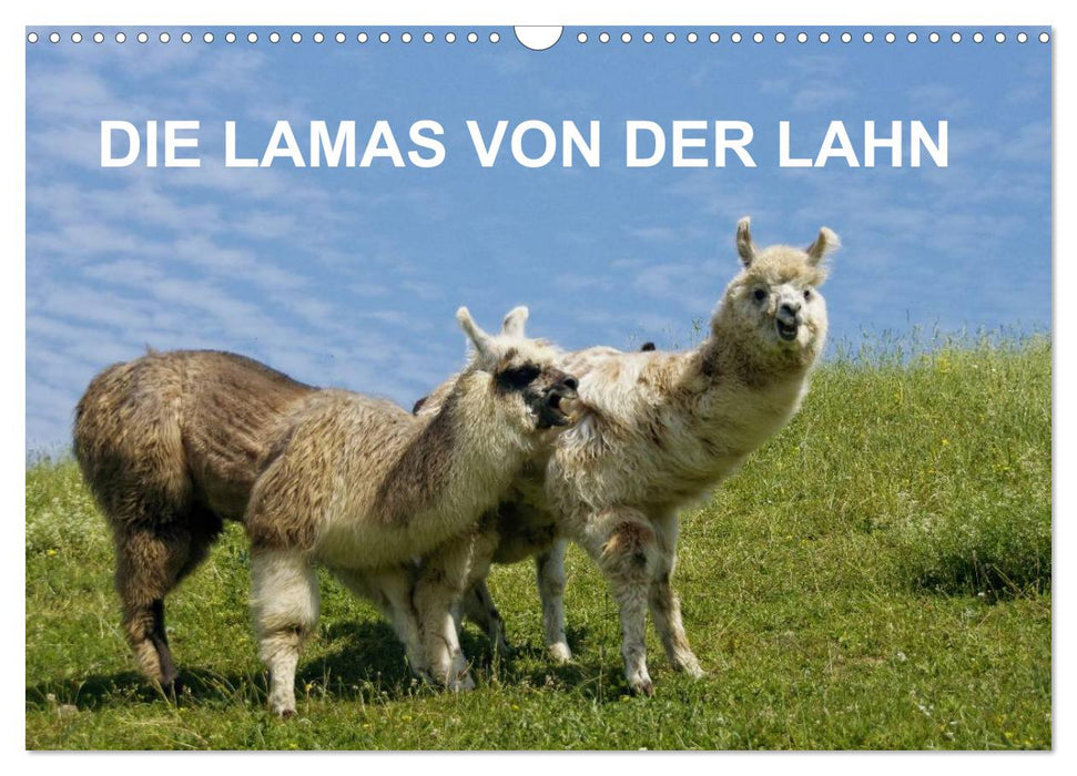 DIE LAMAS VON DER LAHN (CALVENDO Wandkalender 2025)