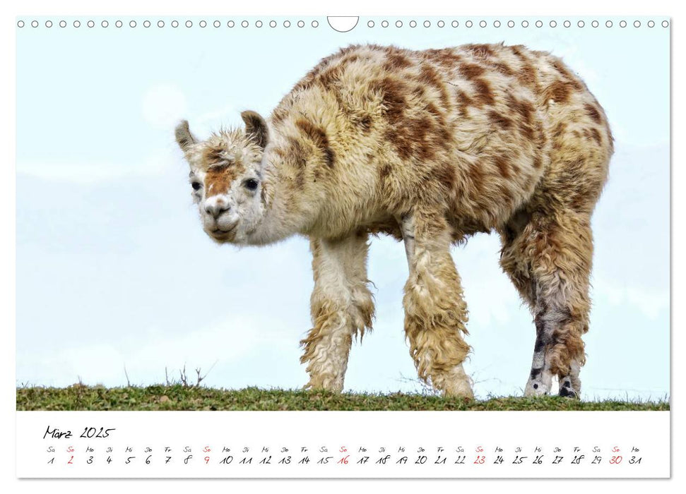 DIE LAMAS VON DER LAHN (CALVENDO Wandkalender 2025)