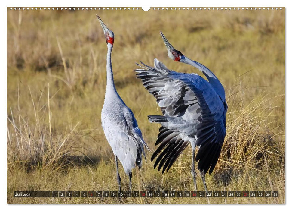 Australien tierisch gut 2025 (CALVENDO Premium Wandkalender 2025)