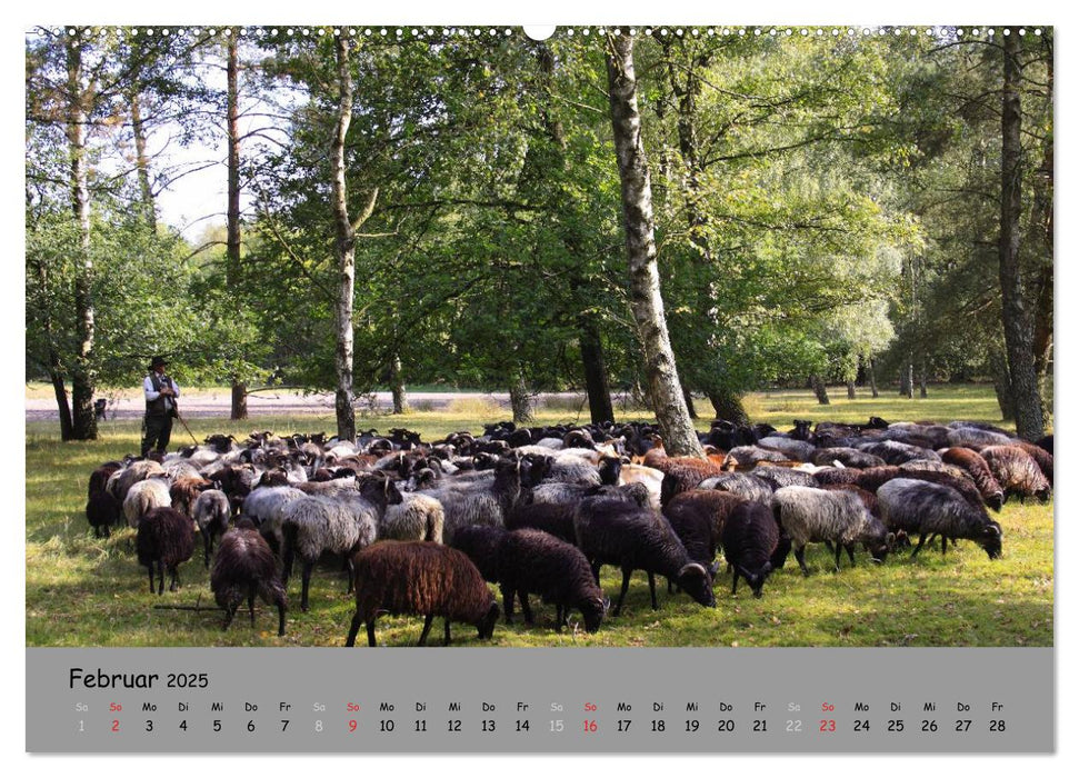 Lüneburger Heide - schön zu jeder Jahreszeit (CALVENDO Wandkalender 2025)