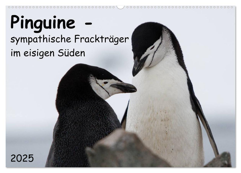 Pinguine - sympathische Frackträger im eisigen Süden (CALVENDO Wandkalender 2025)