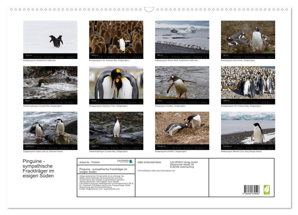 Pinguine - sympathische Frackträger im eisigen Süden (CALVENDO Wandkalender 2025)