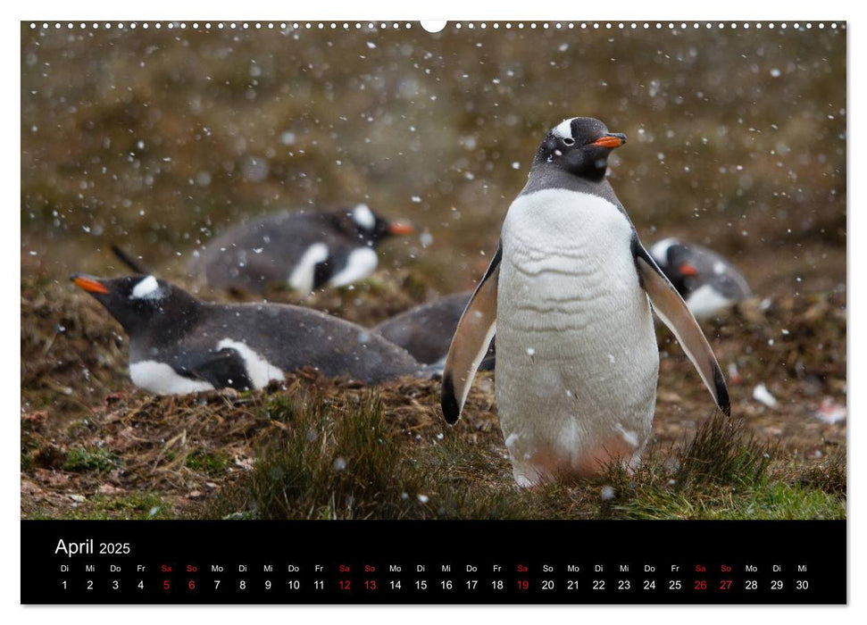 Pinguine - sympathische Frackträger im eisigen Süden (CALVENDO Wandkalender 2025)