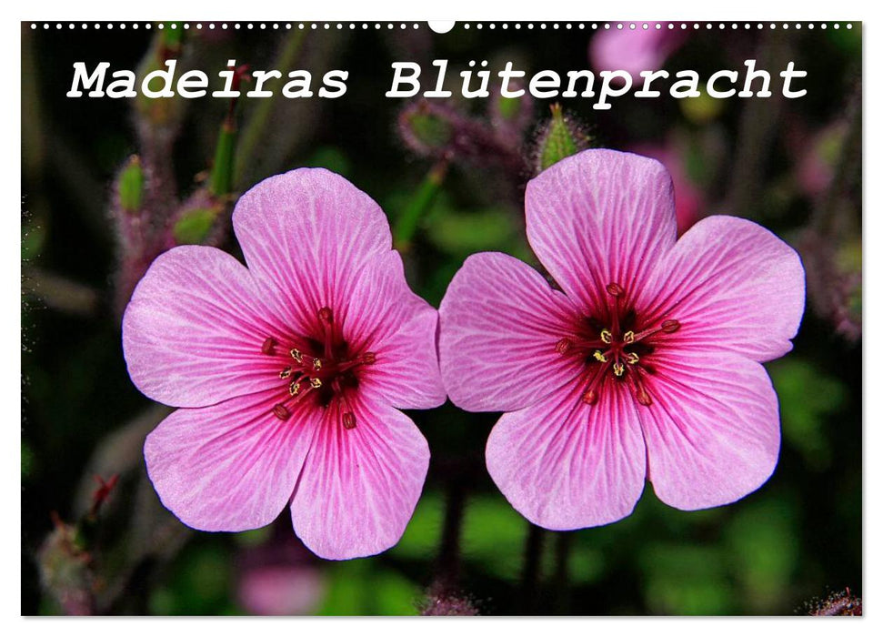 Madeiras Blütenpracht (CALVENDO Wandkalender 2025)