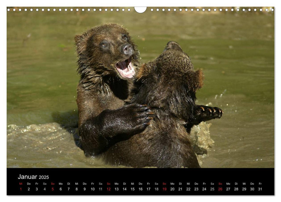 Bären im Nationalpark Bayerischer Wald (CALVENDO Wandkalender 2025)