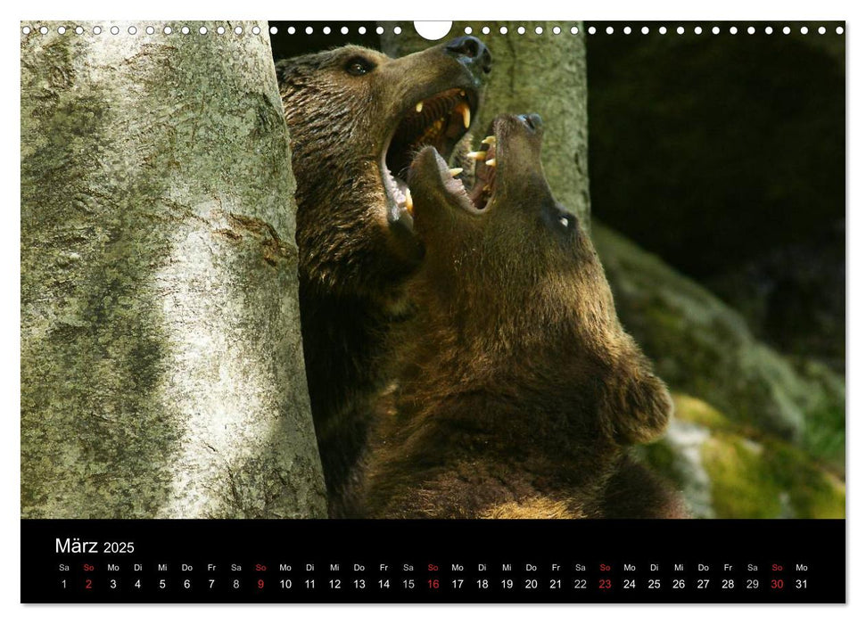 Bären im Nationalpark Bayerischer Wald (CALVENDO Wandkalender 2025)