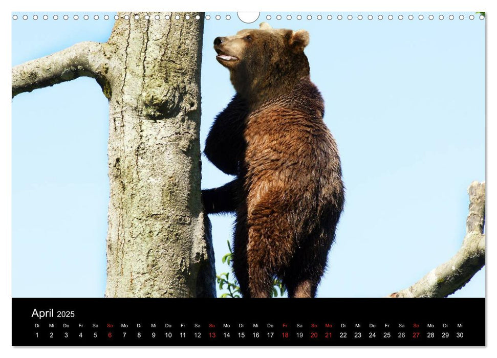 Bären im Nationalpark Bayerischer Wald (CALVENDO Wandkalender 2025)