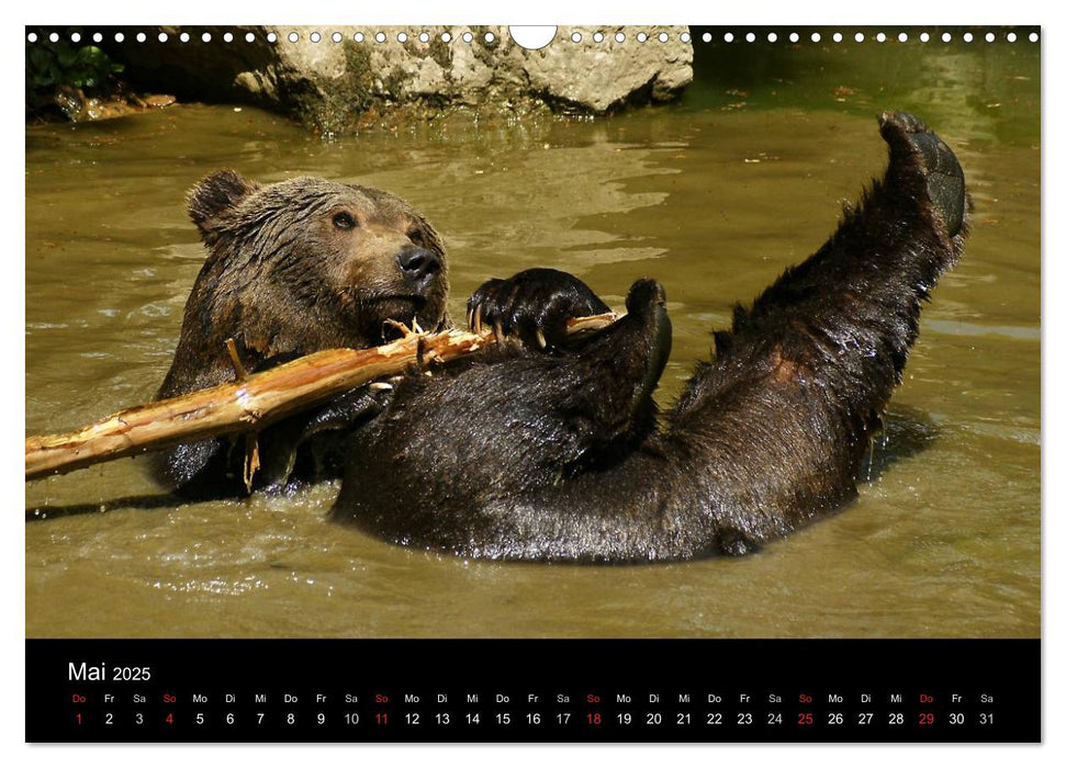 Bären im Nationalpark Bayerischer Wald (CALVENDO Wandkalender 2025)