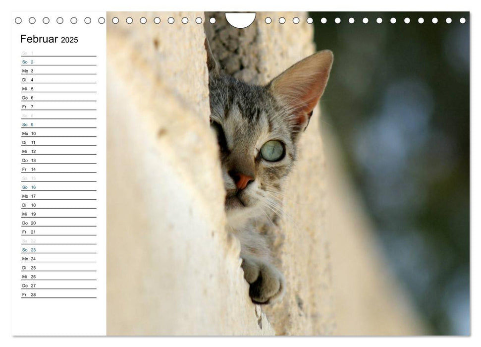Katzensprung (CALVENDO Wandkalender 2025)