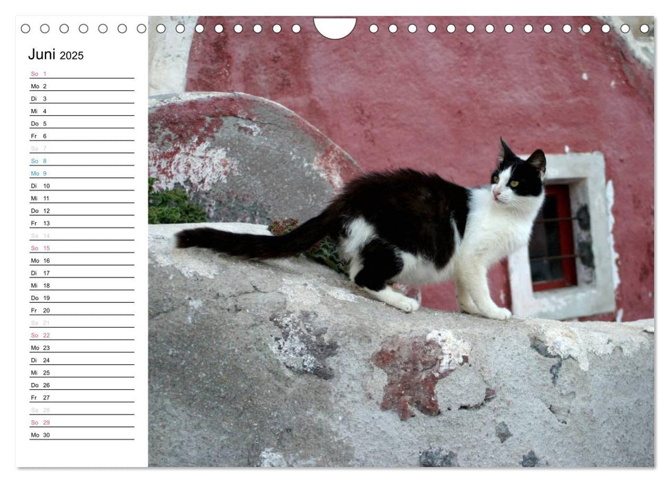 Katzensprung (CALVENDO Wandkalender 2025)