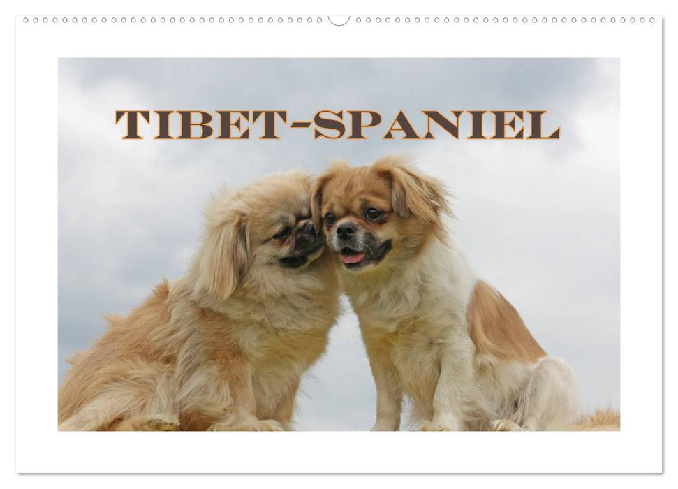 Tibet-Spaniel (CALVENDO Wandkalender 2025)
