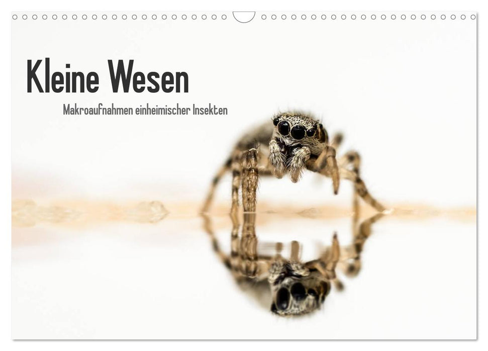 Kleine Wesen – Makroaufnahmen von einheimischen Insekten (CALVENDO Wandkalender 2025)